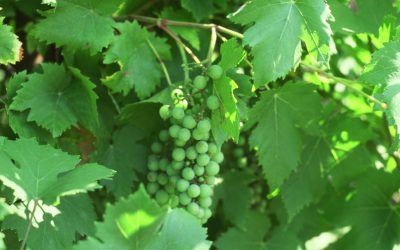 In lebendiger Beziehung