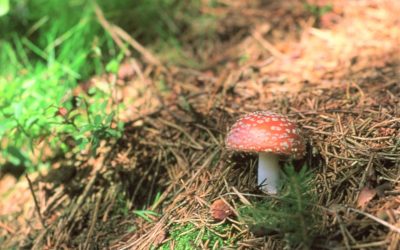 autonom oder besessen