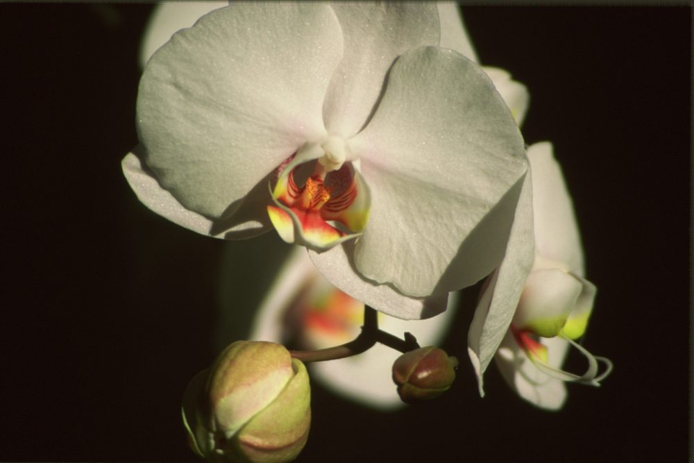Phalaenopsis 1997
