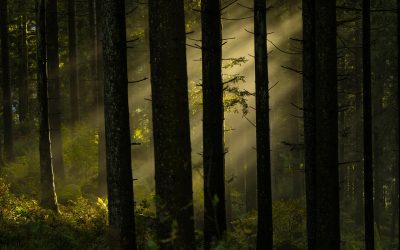 Klare Sicht im Dunkeln