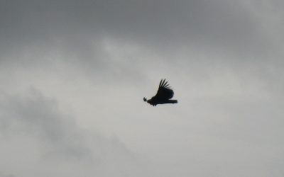Abgekämpft auf Adlerflügeln